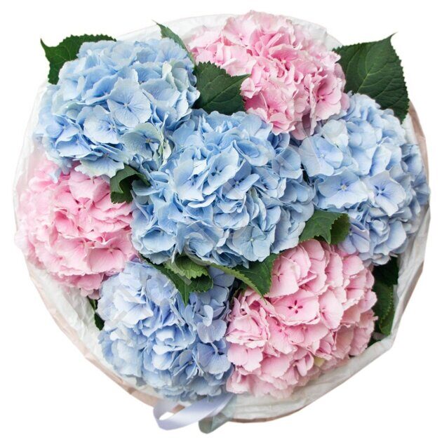 Pink and blue hydrangea bouquet