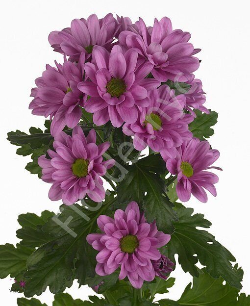 Chrysanthemum