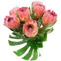 Protea bouquet