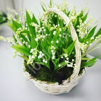 Forest arrangement of Lilies of the valley