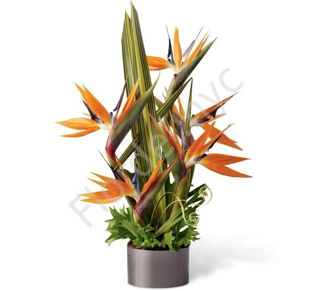 Bird of paradise centrepiece