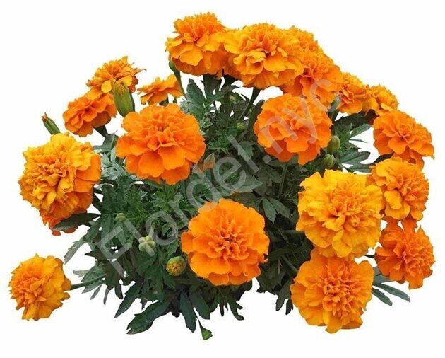 Marigold basket