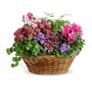 Basket of blooming plants