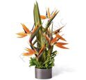 Bird of paradise centrepiece