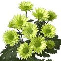 Chrysanthemum