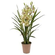 Cymbidium potted