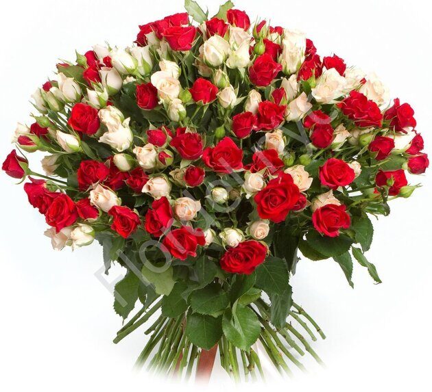 Red and white spray roses