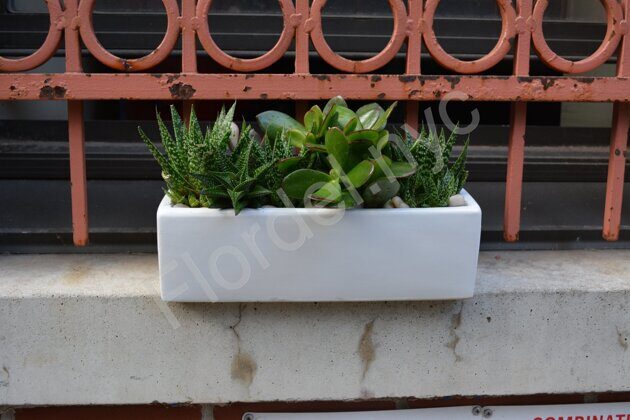 Succulent garden with white stones