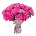 Fuksia garden roses