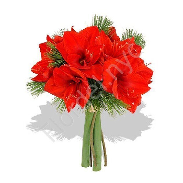 Amaryllis christmas bouquet