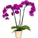 Purple orchid phalaenopsis in a flower pot