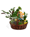 Plants basket