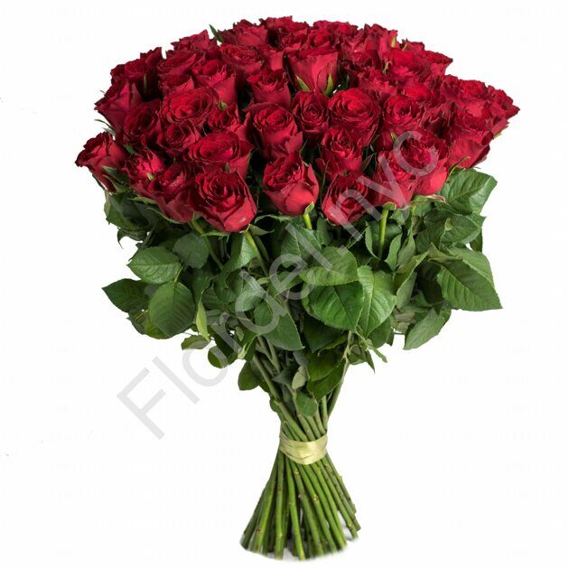 3 Dozen Long Stem Roses 9433