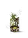 Plant garden in glass vase