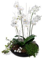 White orchids garden