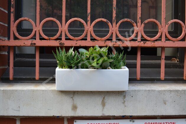 Succulent garden with white stones