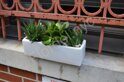 Succulent garden with white stones