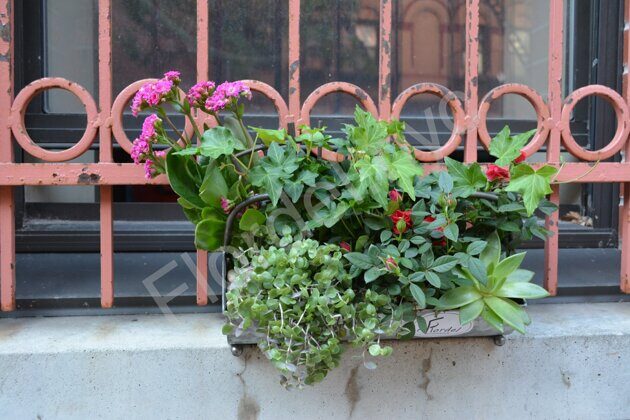 Pink plants garden