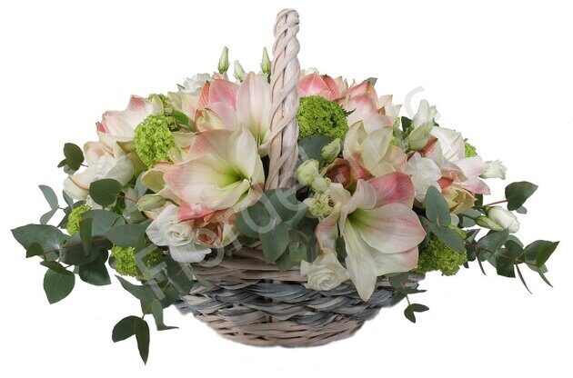 Amaryllises spring basket