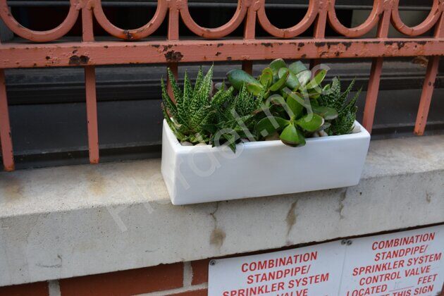 Succulent garden with white stones