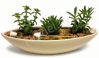 Crassula dish