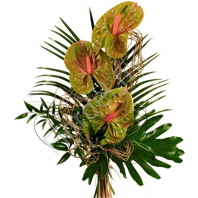 Green anthurium bouquet