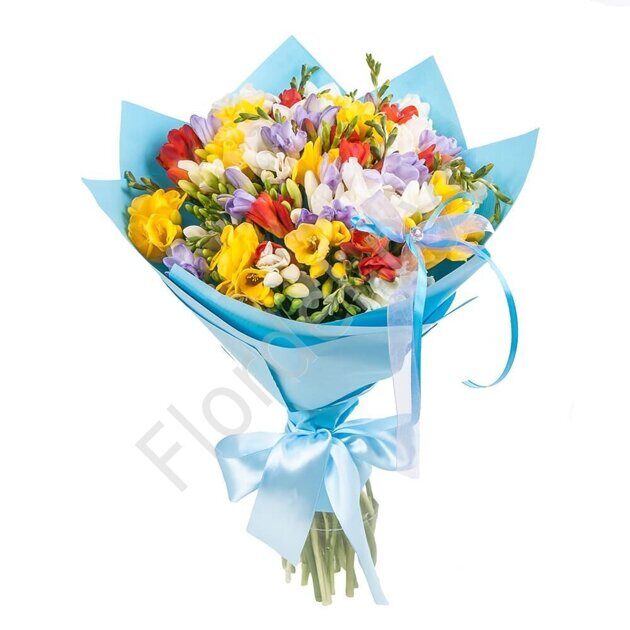 Freesia wrapped in blue paper