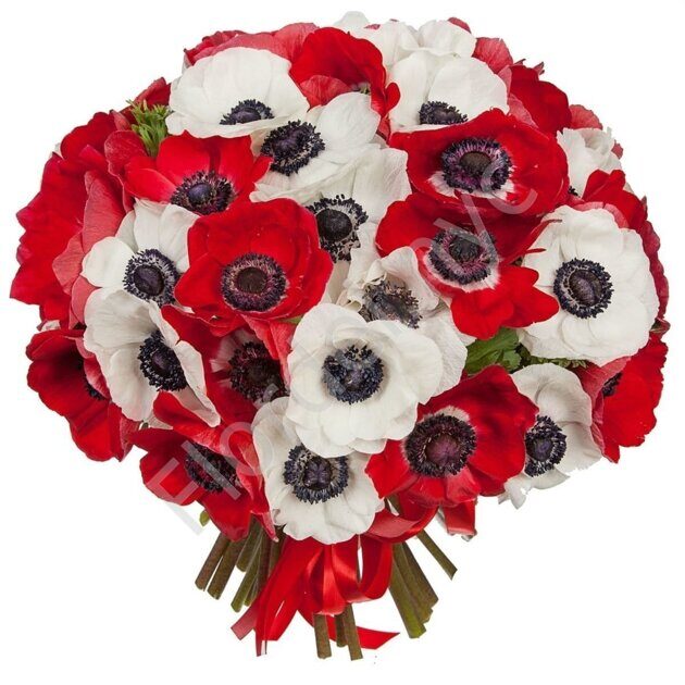 Red and white anemones bouquet